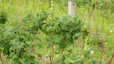 Raspberry plantation. Modern technology for growing raspberries. Stock Footage 130865643