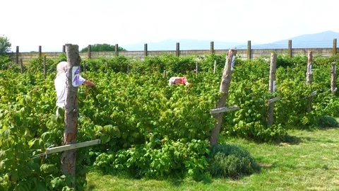 Raspberry Plantation With Rows of Berry Plants Stock Footage 345599230