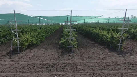 Raspberry plantation with sun screen. Agribusiness. aerial shot Stock Footage 249890958