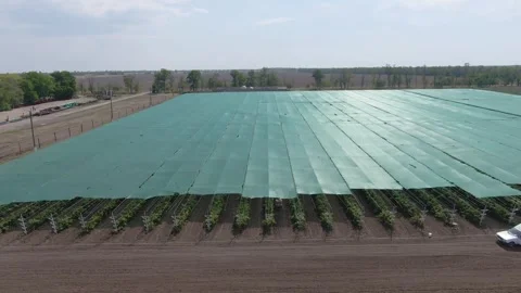 Raspberry plantation with sun screen. plantation of raspberry bushes. aerial Stock Footage 250092506