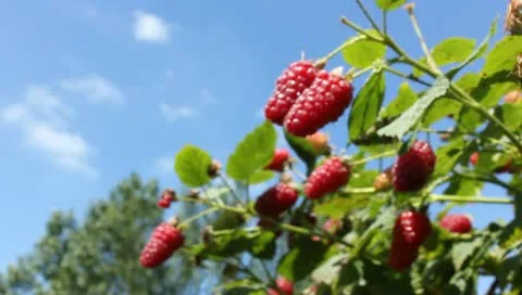 Raspberry Plants and sky Video stock 11335135