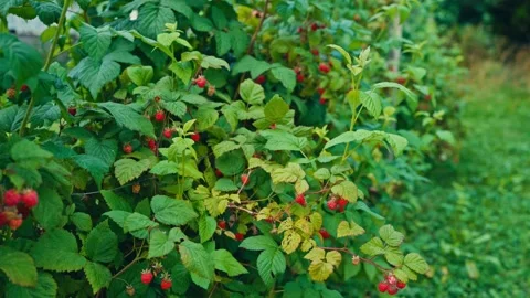 The Raspberry Plants are Thriving With Clusters of Ripe Red Berries Ready for Stock Footage 333291909