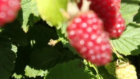 Raspberry plants with fruit Stock Footage 11335264