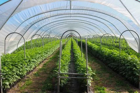 Raspberry plants grow in dense rows inside a large polytunnel greenhouse, p.. 스톡 사진