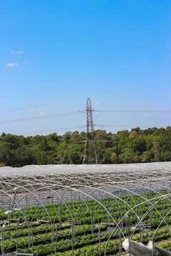 Raspberry plants grow in extensive arched polytunnels under a clear blue sk.. 스톡 사진