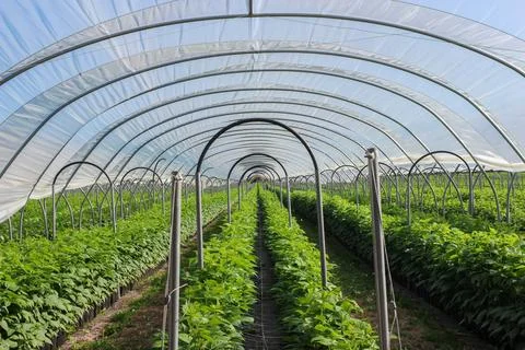Raspberry plants grow in long rows inside a large protective polytunnel green 스톡 사진
