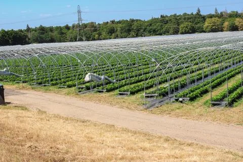 Raspberry plants grow in precise rows beneath metal arched polytunnel frame.. 스톡 사진