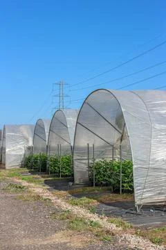 Raspberry plants growing inside a row of large polytunnel hoop houses under a 스톡 사진