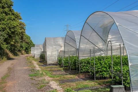 Raspberry plants growing in neat rows inside large plastic tunnel greenhouses 스톡 사진