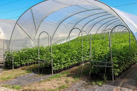 Raspberry plants growing in rows within a protective high tunnel greenhouse.. 스톡 사진