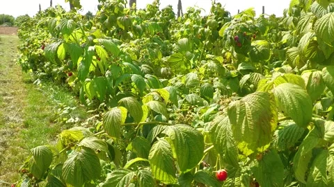 Raspberry Plants With Ripe Fruit Growing at Berry Farm Stock Footage 345600067