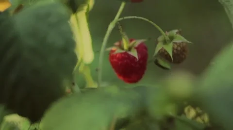 Raspberry plants, shallow depth of field, natural rhapsody Stock Footage 41451938