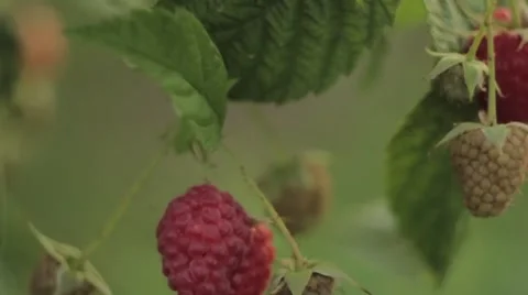 Raspberry plants, shallow depth of field, natural rhapsody Stock Footage 41451980