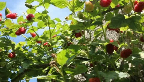 Raspberry Plants with sky Video stock 11335251