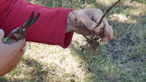 Raspberry Pruning. Gardener Pruning Raspberry Seedlings before planting Stock Footage 117430713