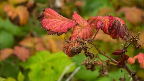 Raspberry, raspberry-bush, raspberry-cane 写真素材