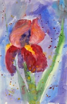 Raspberry red burgundy iris on a blue background. Watercolor sketch. Illustrazione stock