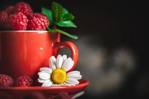 Raspberry in a red cup with chamomile and leaves on a dark background. Summer Foto stock