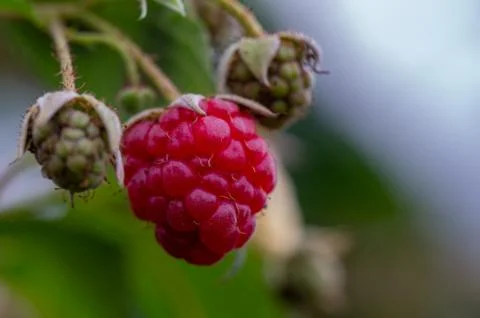 Raspberry redo for harvesting Stock Photos
