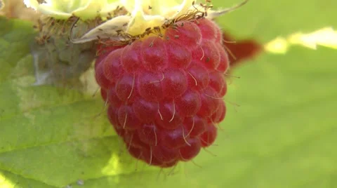 The raspberry ripens in August. Soon autumn 動画素材 8563866