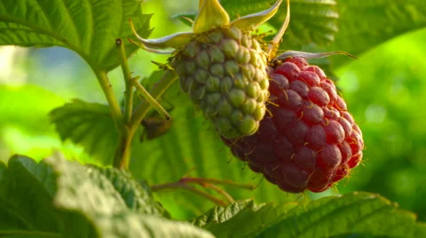 Raspberry ripens Stock Footage 64268889