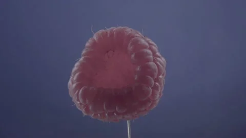 Raspberry rotating with loop on blue scr... | Stock Video | Pond5