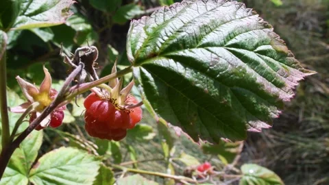 Raspberry, Rubus idaeus, leafs and fruits, wood, Gran Paradiso National Park, Stock Footage 299375003