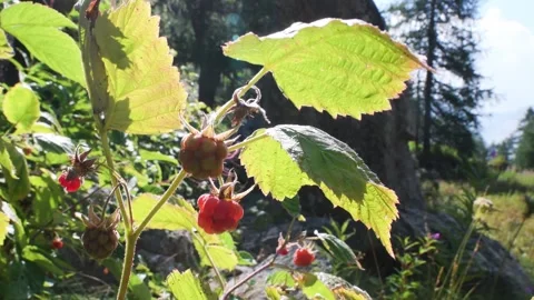 Raspberry, Rubus idaeus, leafs and fruits Stock Footage 299375065