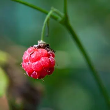 Raspberry - Rubus idaeus Stock Photos