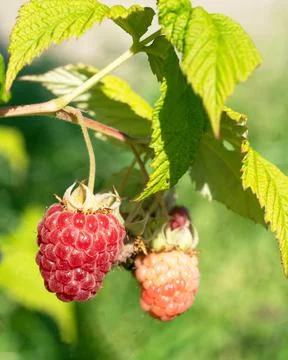 Raspberry, Rubus idaeus Stock Photos