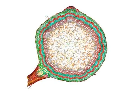 Raspberry Rubus idaeus shoot ts coloration Wacker 3A Foto stock