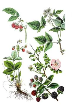 Raspberry Rubus idaeus top left and right Forest strawberry also monthly Stock Illustration