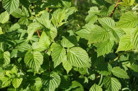 Raspberry (rubus L.) is a deciduous shrub or shrub of the family Rosaceae Stock Photos