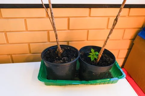 Raspberry sapling growing in black plastic pot on balcony. Young plant in soi Stock Photos