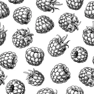 Raspberry seamless pattern. Vector drawing. Isolated berry sketch on white Stock Illustration
