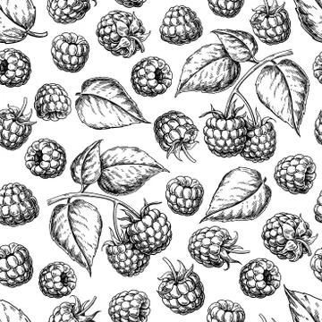 Raspberry seamless pattern. Vector drawing. Isolated berry branch sketch on Illustrazione stock