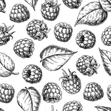 Raspberry seamless pattern. Vector drawing. Isolated berry sketch on white Stock Illustration