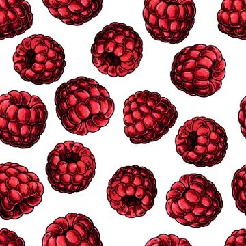Raspberry seamless pattern. Vector drawing. Isolated berry sketc Stock Illustration