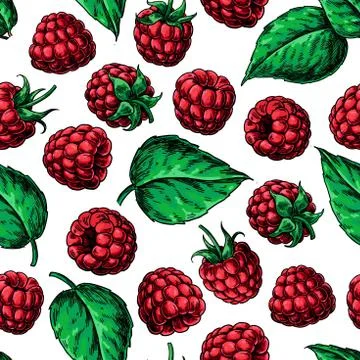 Raspberry seamless pattern. Vector drawing. Isolated berry sketc Stock Illustration