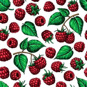 Raspberry seamless pattern. Vector drawing. Isolated berry branc Stock Illustration