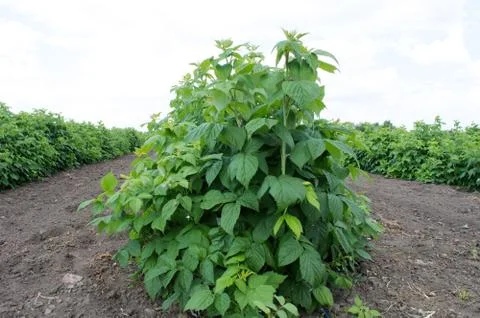 Raspberry Seedlings Are Planted in Neat Rows Stock Photos