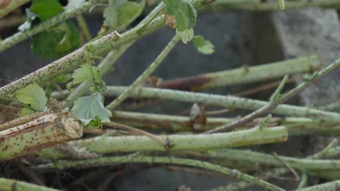 Raspberry Seedlings Closeup. Thorns On The Stem Of Raspberry. Leaves on Plants Stock Footage 117430700