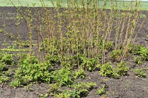 Raspberry seedlings in garden forming young berry bushes rural plot. Stock Photos