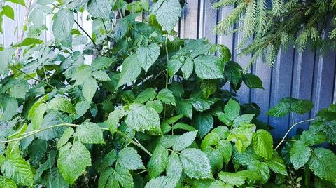 Raspberry seedlings. raspberry bush will soon bloom and gather berries Stock Photos