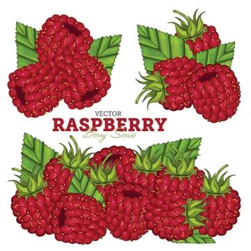 Raspberry Set, Vector. Stock Illustration