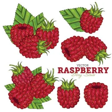 Raspberry Set, Vector. Illustrazione stock