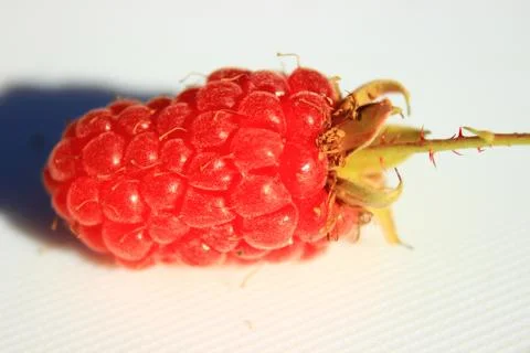Raspberry, side view Fotos de archivo