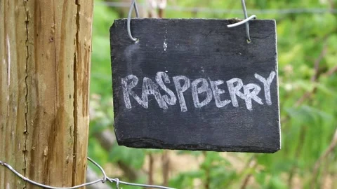 Raspberry sign close up pythouse gardens wiltshire 스톡 동영상 137401887