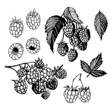 Raspberry. Sketch illustration Stock Illustration