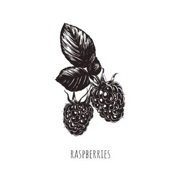 Raspberry sketch vector illustration. Stock Illustration